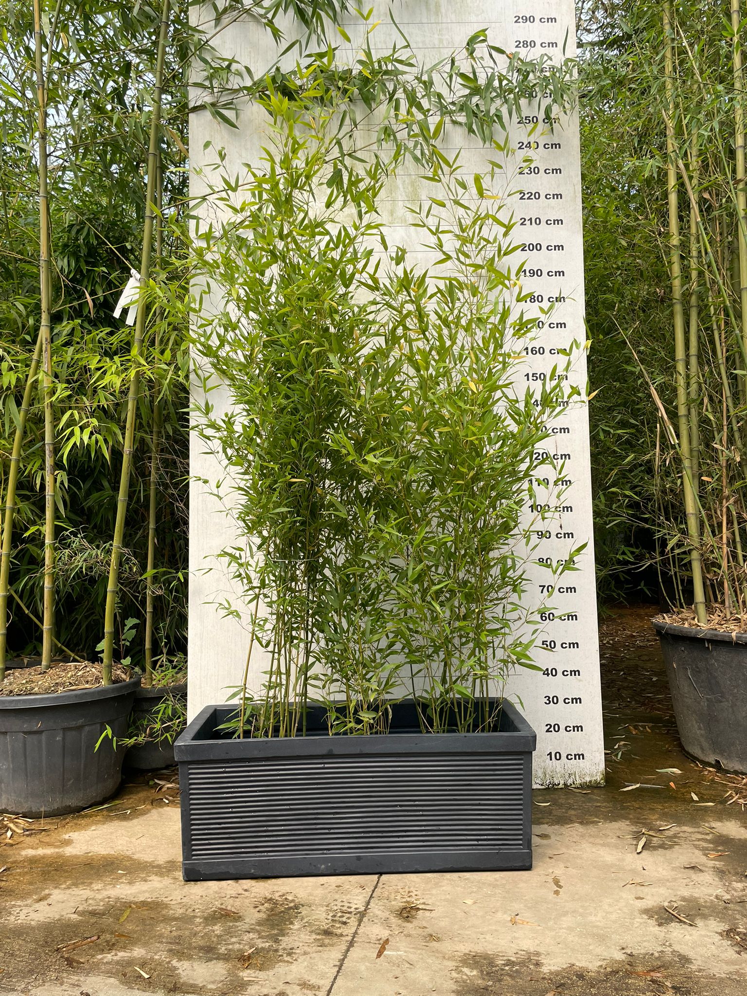 Jardinière Capri - 140L - Image 3