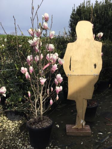Magnolia Soulangeana - Image 3