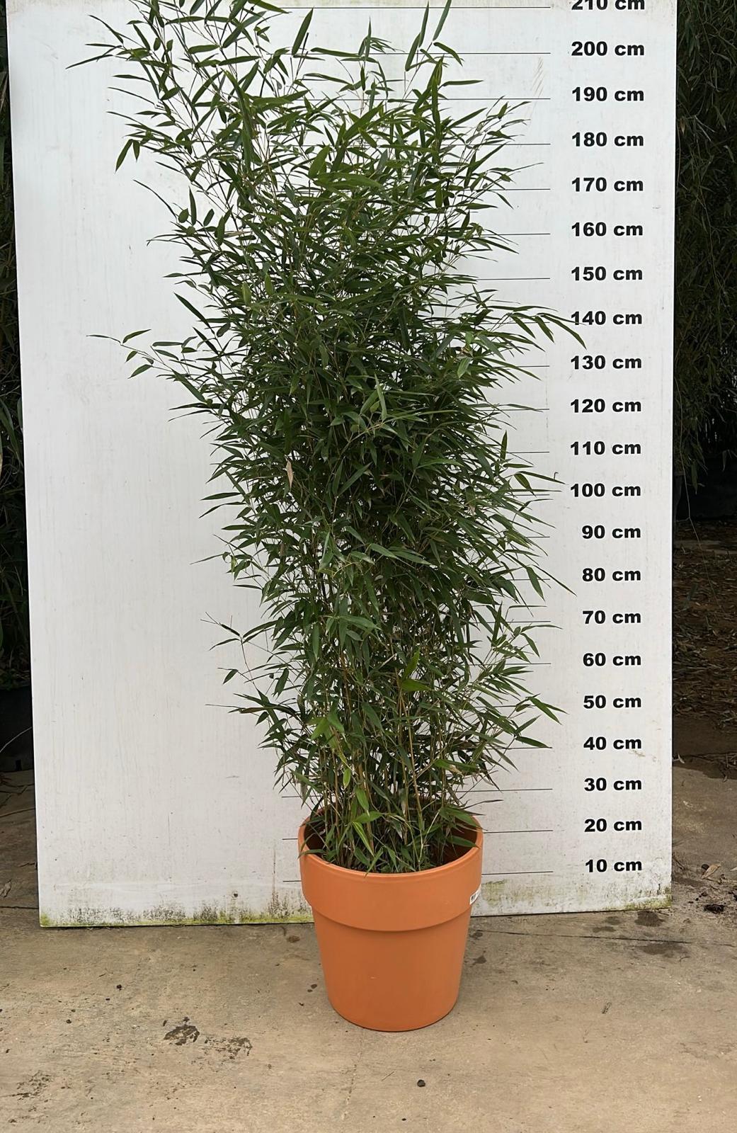 Amalia - Pot en terre cuite - Image 3