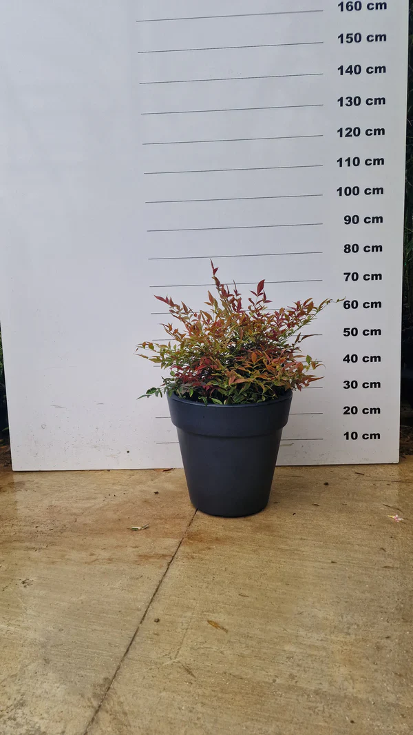 Pots