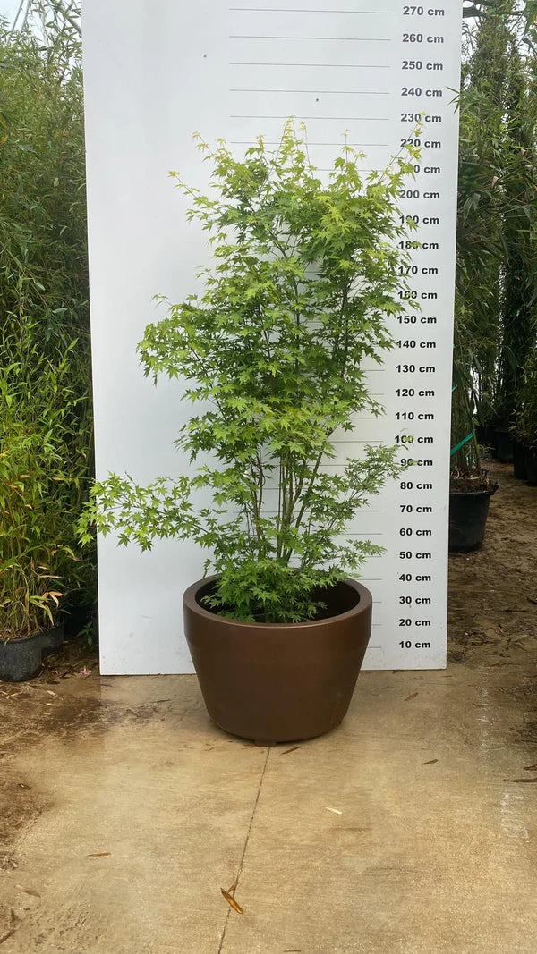 Pot Roma - Image 3