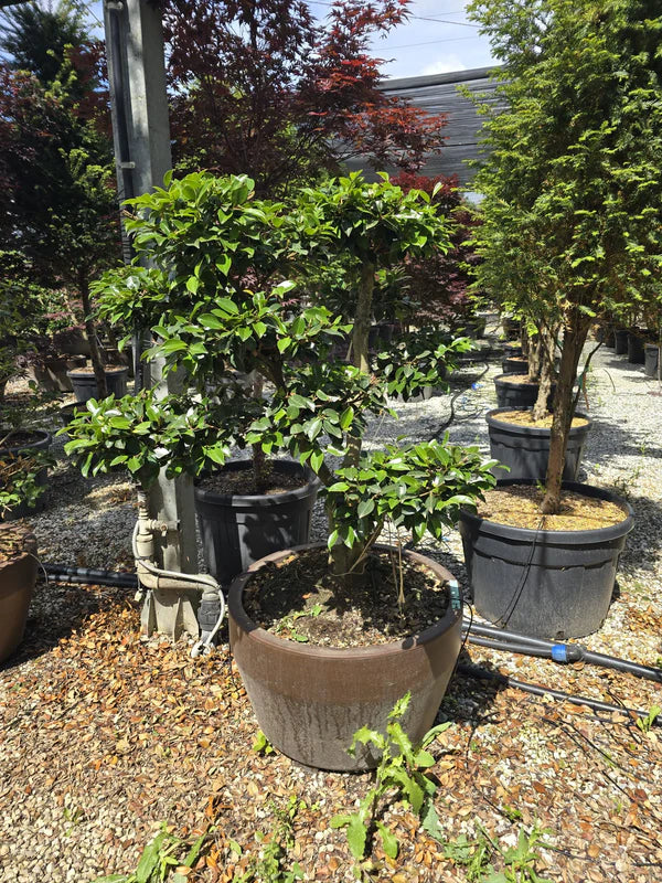 Pot Roma - Image 4