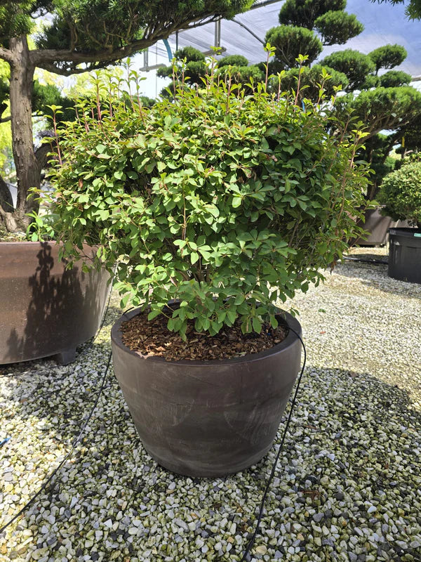 Pot Roma - Image 5