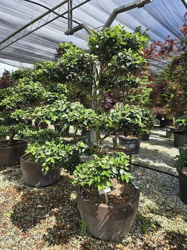 Pot Roma - Image 6