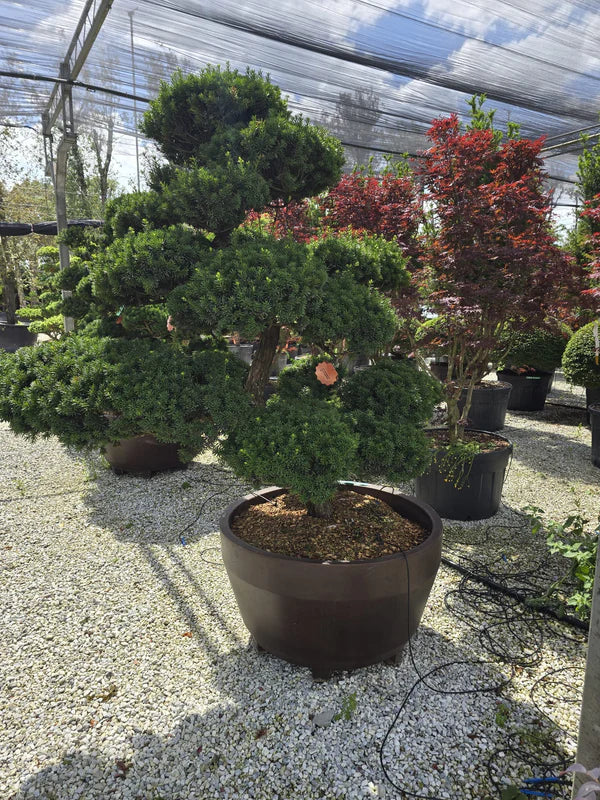 Pot Roma - Image 7